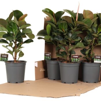 Ficus elast. Cloe vertakt in fust