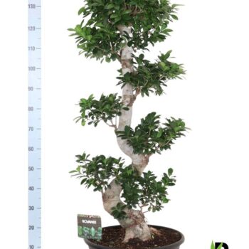 Ficus micr. S-type