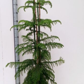 araucaria hydro