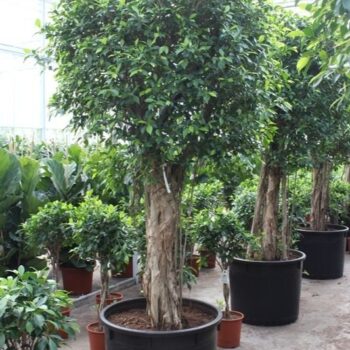 Ficus Nitida