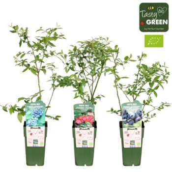 Vaccinium mix tray Bio P15