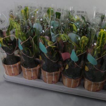 Croton Mammi 9cm in Design Hoes"Sunshiners®"