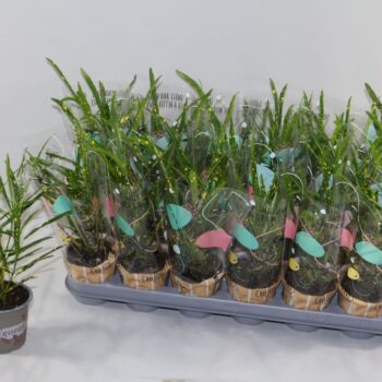 Croton Pictum 9cm in Design Hoes"Sunshiners®"