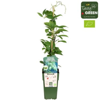 Actinidia arguta 'Kiwiberry' (Issai) Bio P15