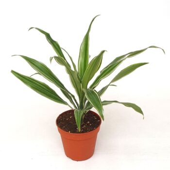 Draceana derm. 'Warneckei