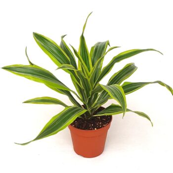 Draceana derm. 'Lemon Lime'