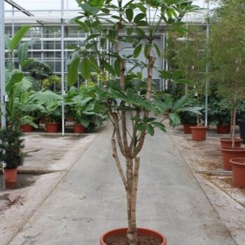 Schefflera actinophylla 'Amate’