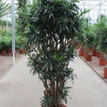 Dracaena reflexa