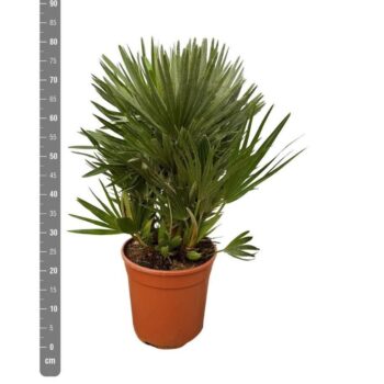 Chamaerops Humilis Vulcano - 80cm
