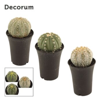 Astrophytum Asterias 11 cm (Decorum)