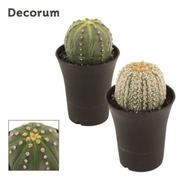 Astrophytum Asterias 14 cm (Decorum)