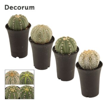 Astrophytum Asterias 7.5 cm (Decorum)