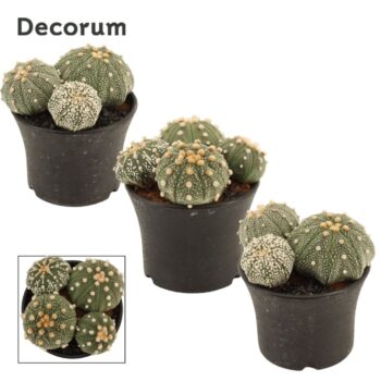 Astrophytum Asterias multi 10 cm (Decorum)