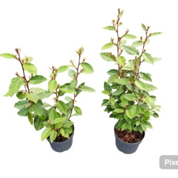 Elaeagnus ebb. Compacta