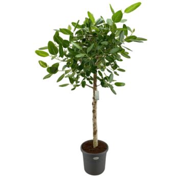 Ficus Benghalensis Audrey