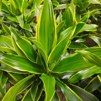 Dracaena Arturo