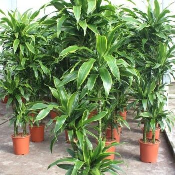 Dracaena Arturo 120-90-60-30