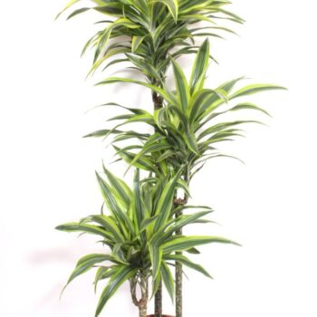 Dracaena Lemon Lime