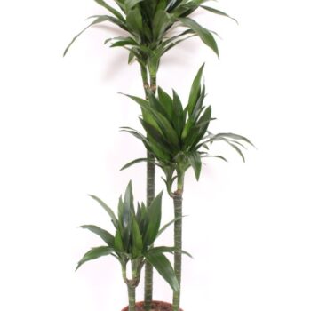 Dracaena Janet Craig
