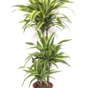 Dracaena Lemon Lime