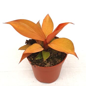 Philodendron 'Mccolleys finale'