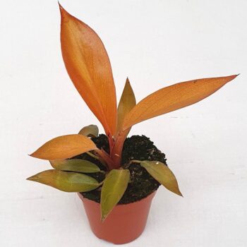 Philodendron 'Black Cardinal' hybride