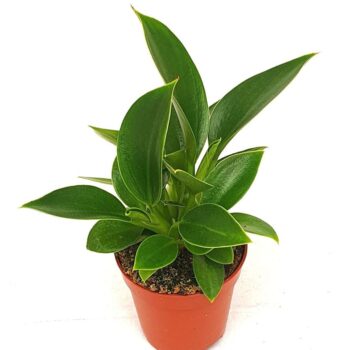 Philodendron 'Congo Apple'