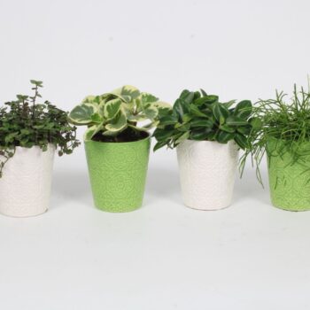Groen Mix 12cm - Compact - Flowervaas B