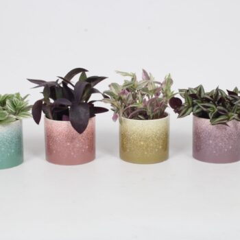 Tradescantia Mix 12cm - Elsa