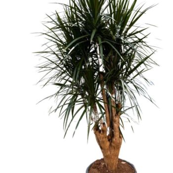 Dracaena Marginata