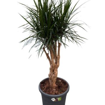 Dracaena Marginata