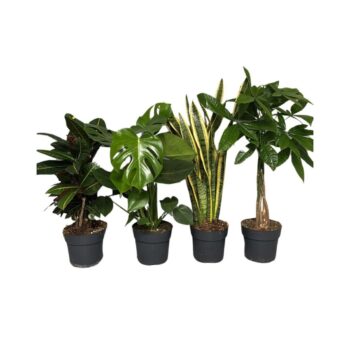 Greenmix deluxe 4 species