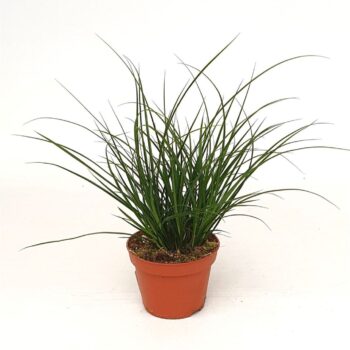 Carex Brunnea