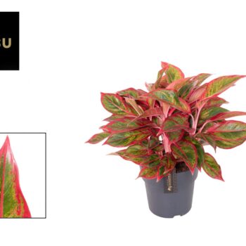 Aglaonema Jungle Lava
