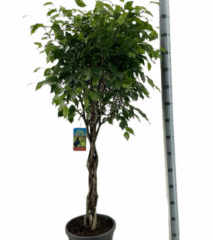 Ficus Benjamina Exotica