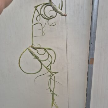 Tillandsia Intermedia (XXL Jumbo)