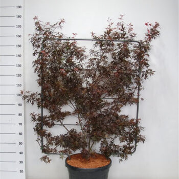 Acer pal. 'Skeeter's Broom'