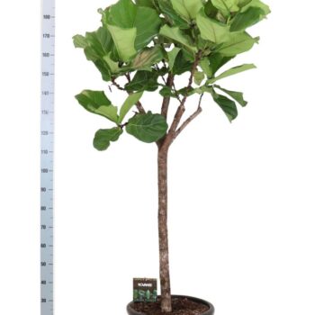 Ficus Lyrata op stam