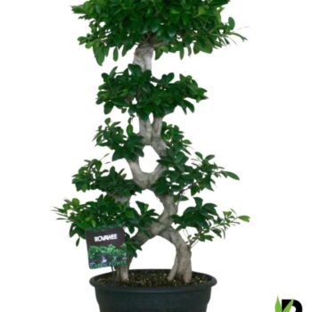 Ficus micr. 8-type