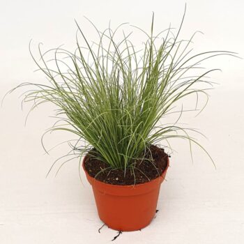 Carex 'Frosted Curls'