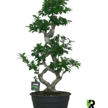 Ficus micr. 8-type
