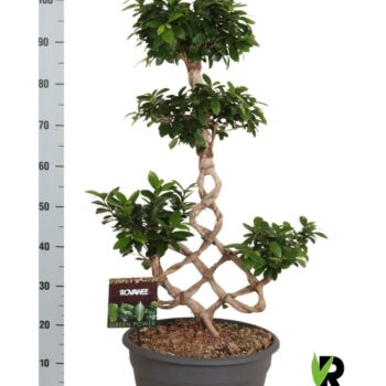 Ficus micr. chinese knot