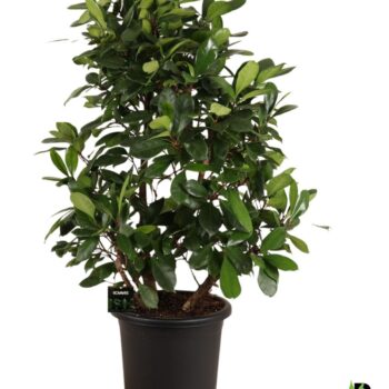 Ficus Cyathistipula vertakt