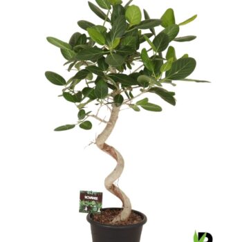 Ficus bengh. Audrey spiraal