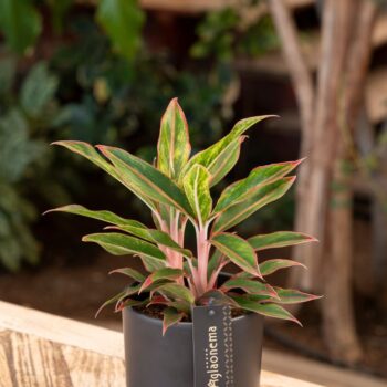 Aglaonema Jungle Baby