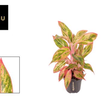 Aglaonema Jungle Nectarine