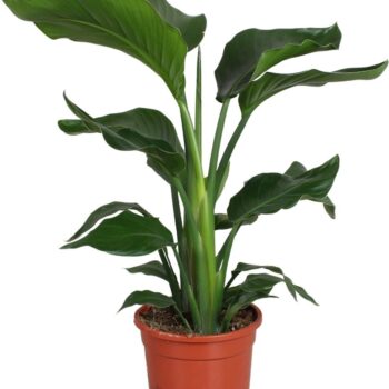 Strelitzia nicolai 2 stek 70-80cm