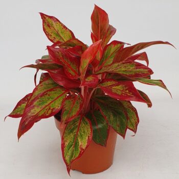 Aglaonema 'Crete Flame'