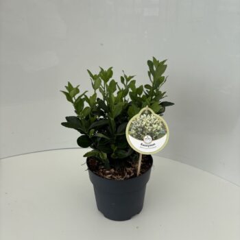 Euonymus japonicus Himalaya