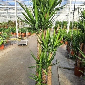 Yucca elephantipes 150-120-90-60-30 XL